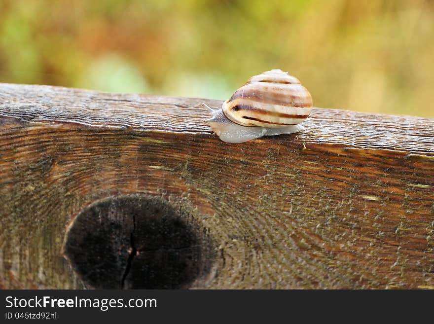 Banded snail