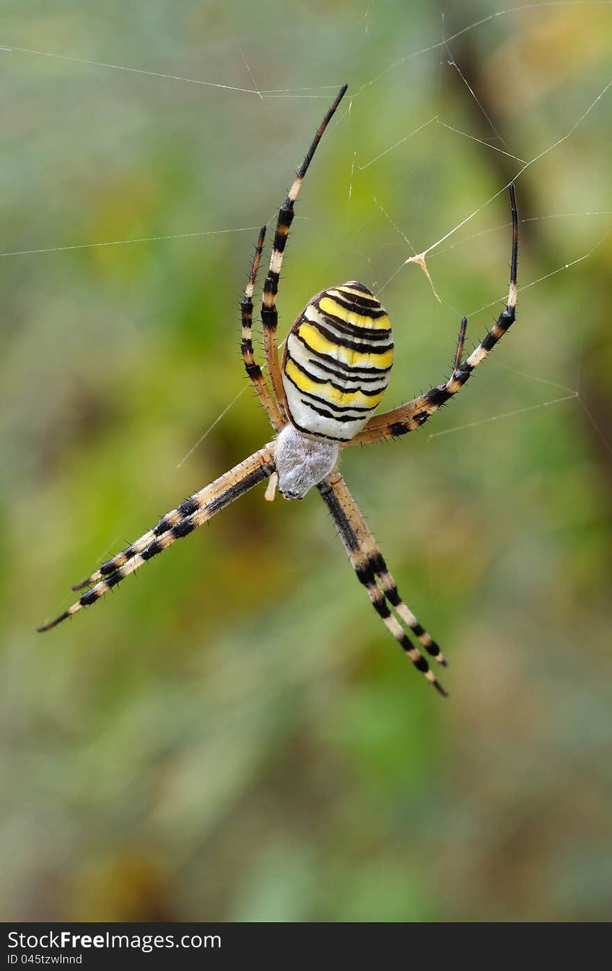 Argiope bruennichi