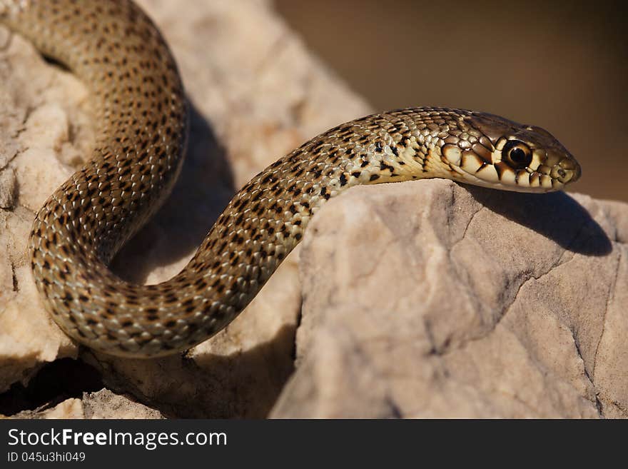 The snake genus Coluber on stone. The snake genus Coluber on stone