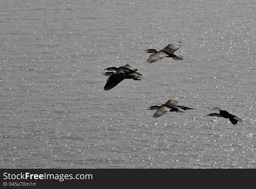 Cormorants in flight