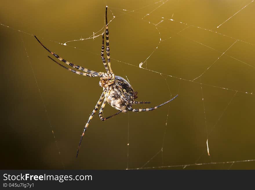 Argiope lobata spider hanging on the network