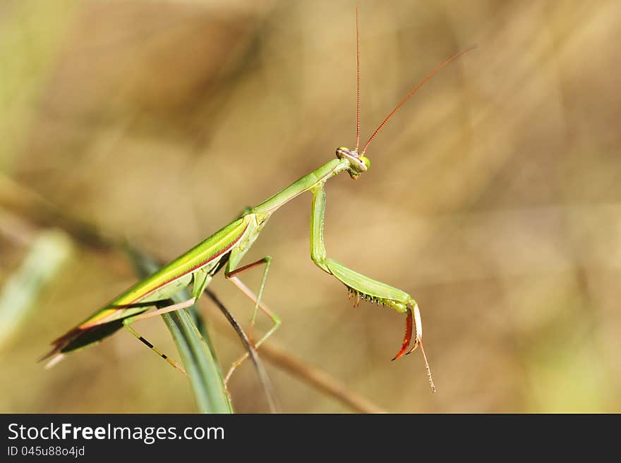 Mantis religiosa