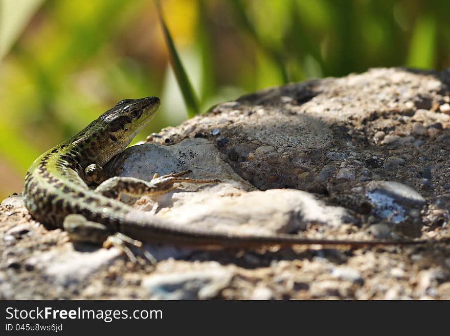 Shy lizard Podarcis siculus on stone