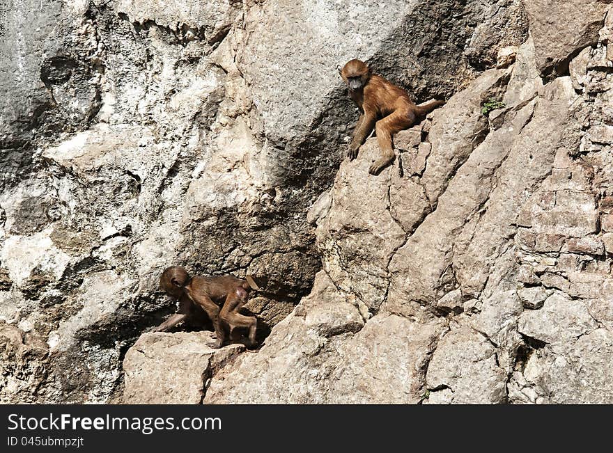 Young baboons playing on a cliff.