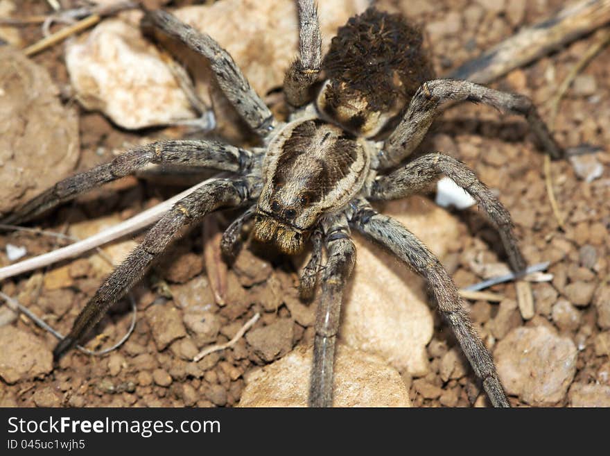 Lycosa tarantula spider with young on back