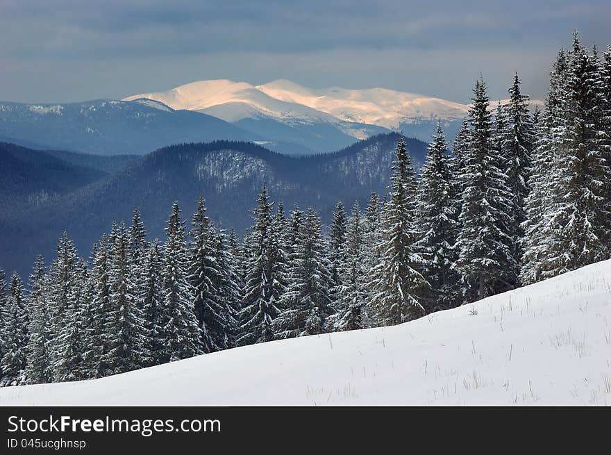 Winter landscape with fur-trees and fresh snow. Ukraine, Carpathians