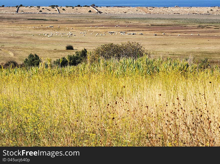 Autumn landscape on the island of Pag. Autumn landscape on the island of Pag