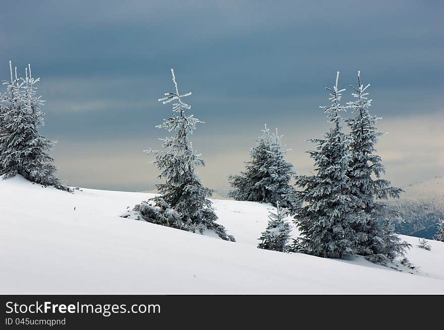 Winter background with a snow-covered wood landscape and a small fur-tree. Ukraine, Carpathians