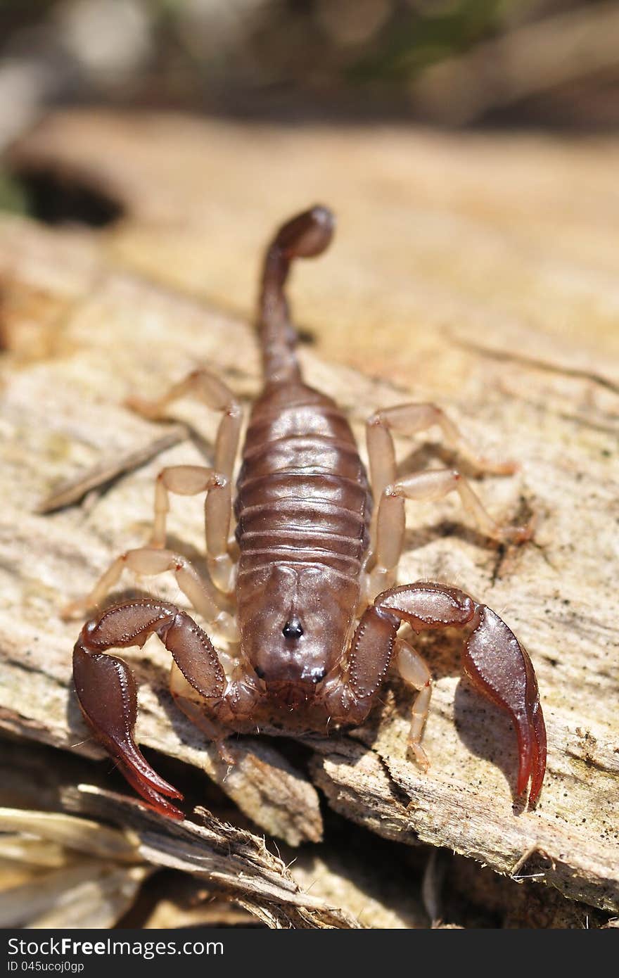 Scorpio Euscorpius italicus, detail the nature