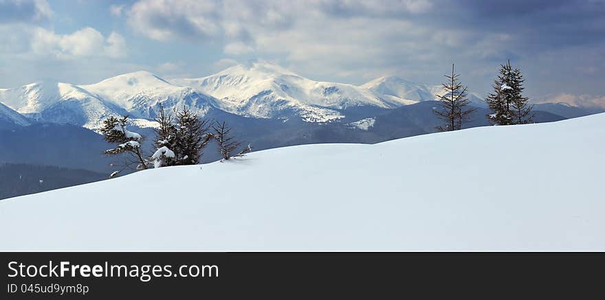 Winter landscape with fur-trees and fresh snow. Ukraine, Carpathians