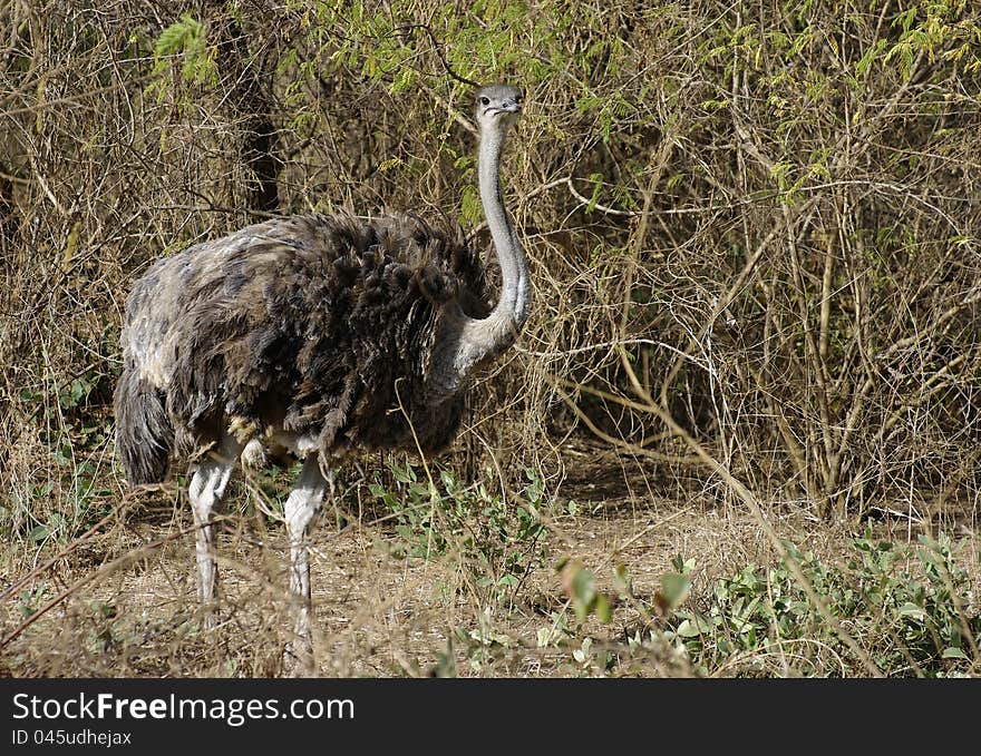 Ostrich In The Savannah