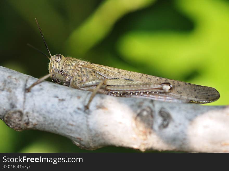 Large grasshopper sitting on the trunk