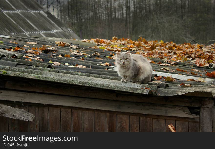 Village cat sitting on the roof old house. Village cat sitting on the roof old house