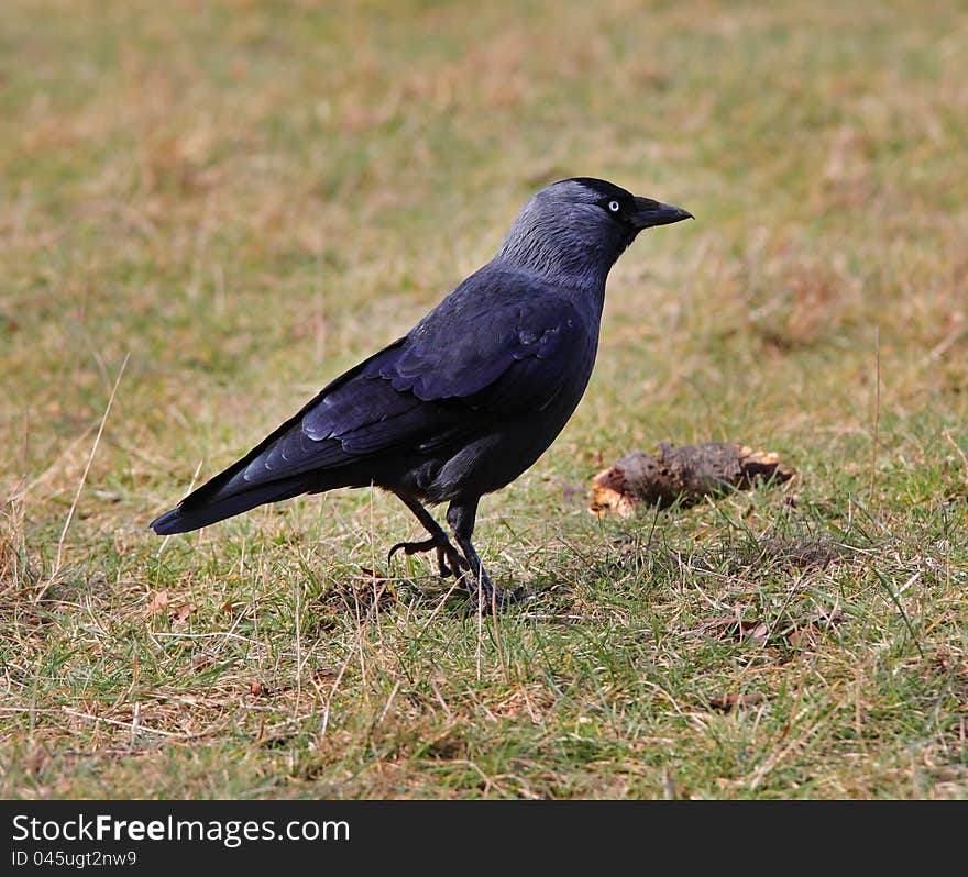 The Jackdaw (Corvus monedula) standing in the grass. The Jackdaw (Corvus monedula) standing in the grass