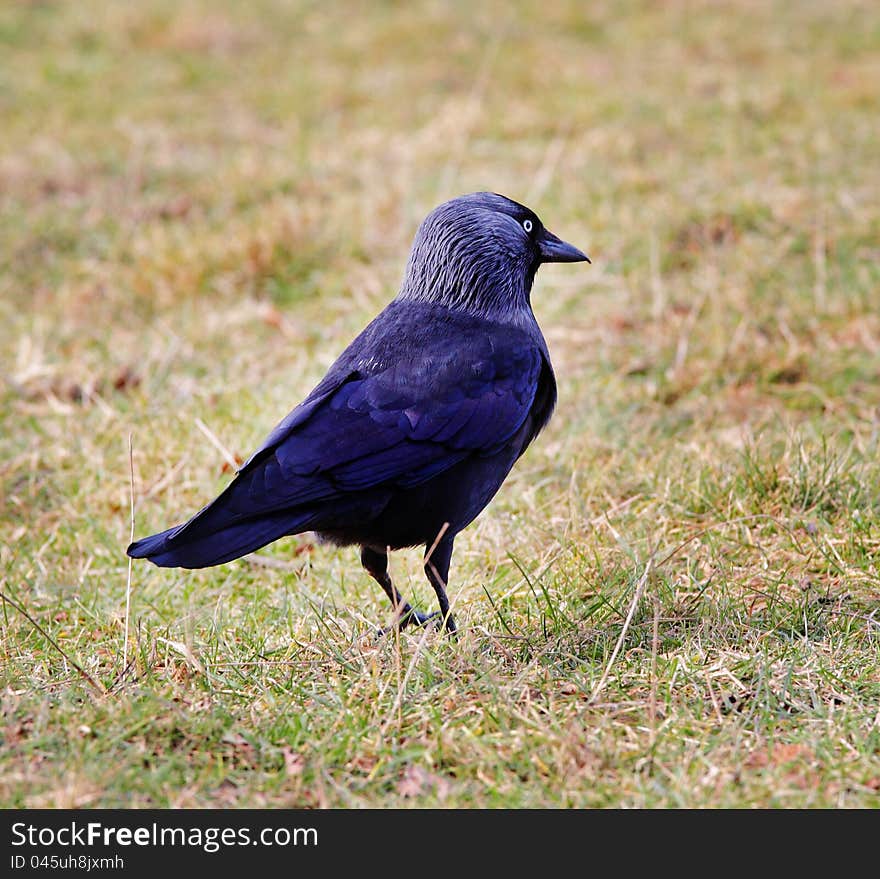 Close up of a Jackdaw standing on the ground