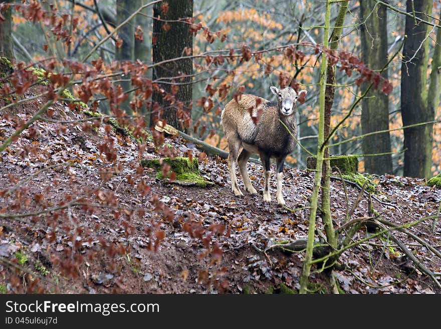 Mouflon among the trees, mouflon in the fall, looking directly mouflon, mouflon in the forest landscape, female mouflon. Mouflon among the trees, mouflon in the fall, looking directly mouflon, mouflon in the forest landscape, female mouflon