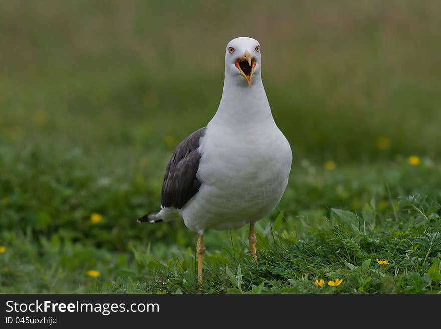 Lesser Black-backed Gull