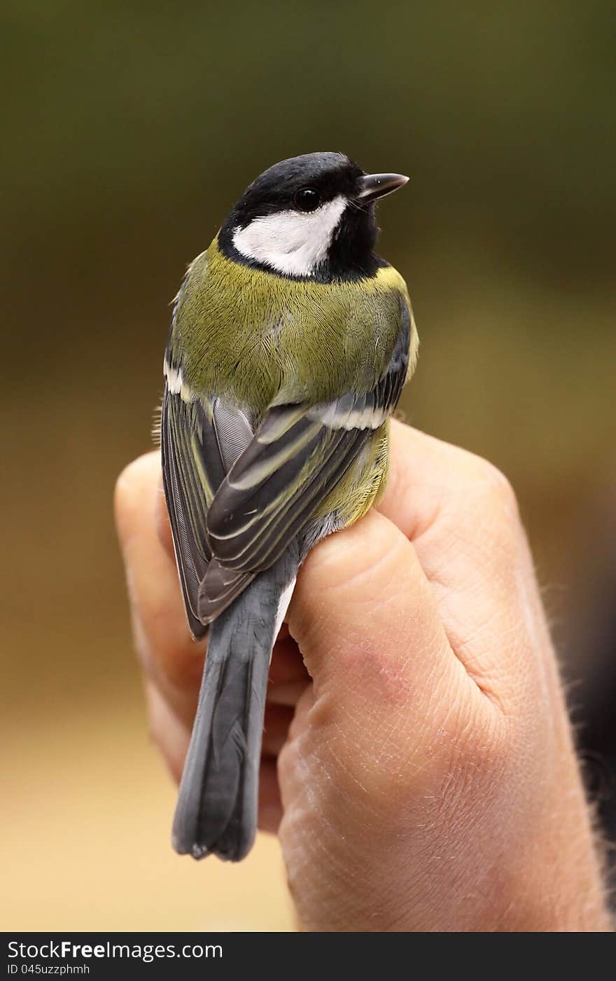 Small titmouse bird sitting on a hand