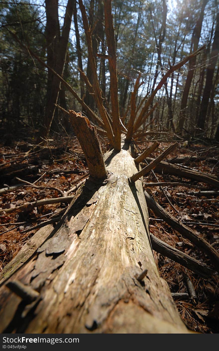 Fallen pine tree in Maryland State Park