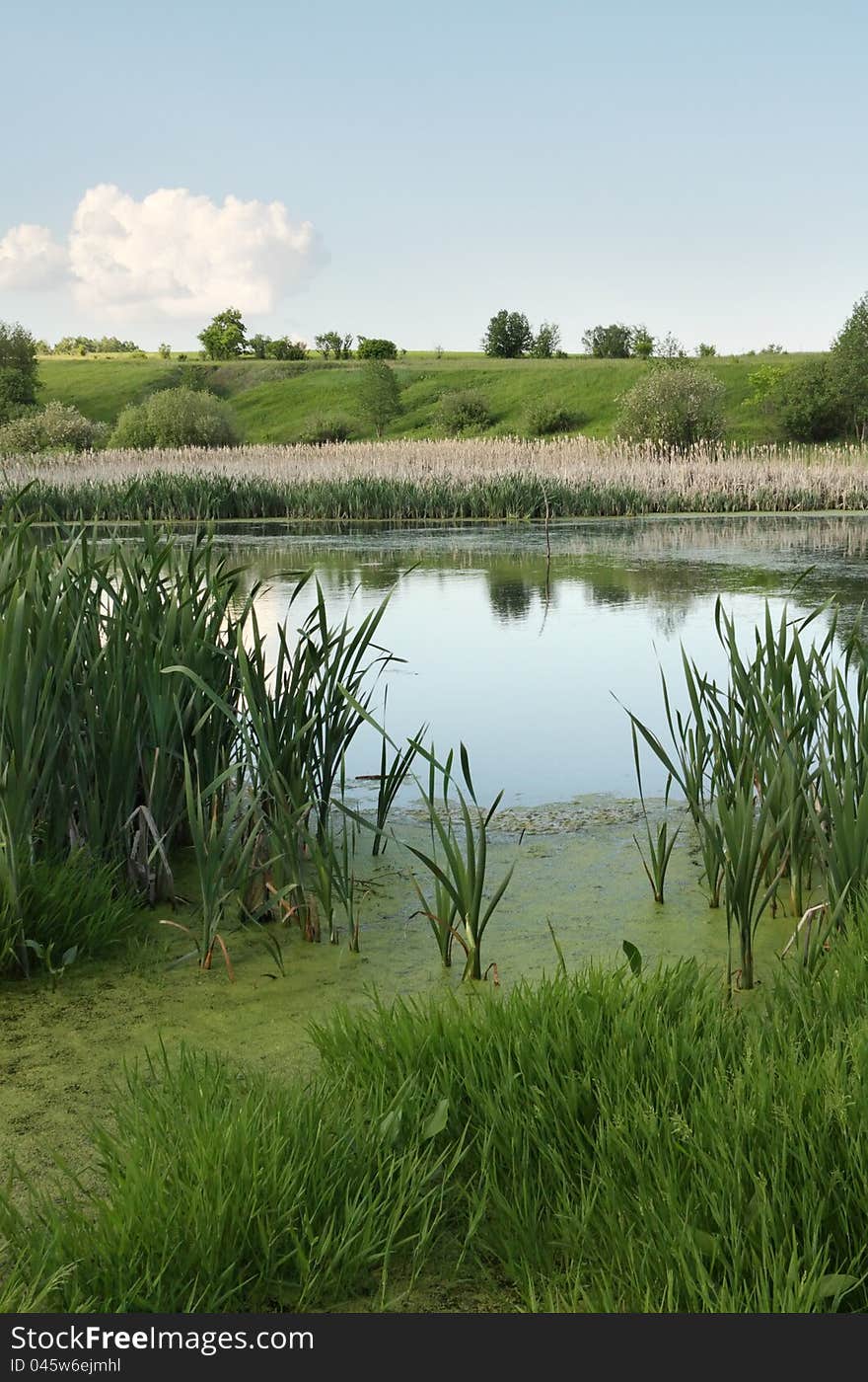 Summer landscape