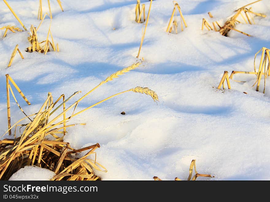 Wheat under cold snow on a sunny winter day on the field. Wheat under cold snow on a sunny winter day on the field.