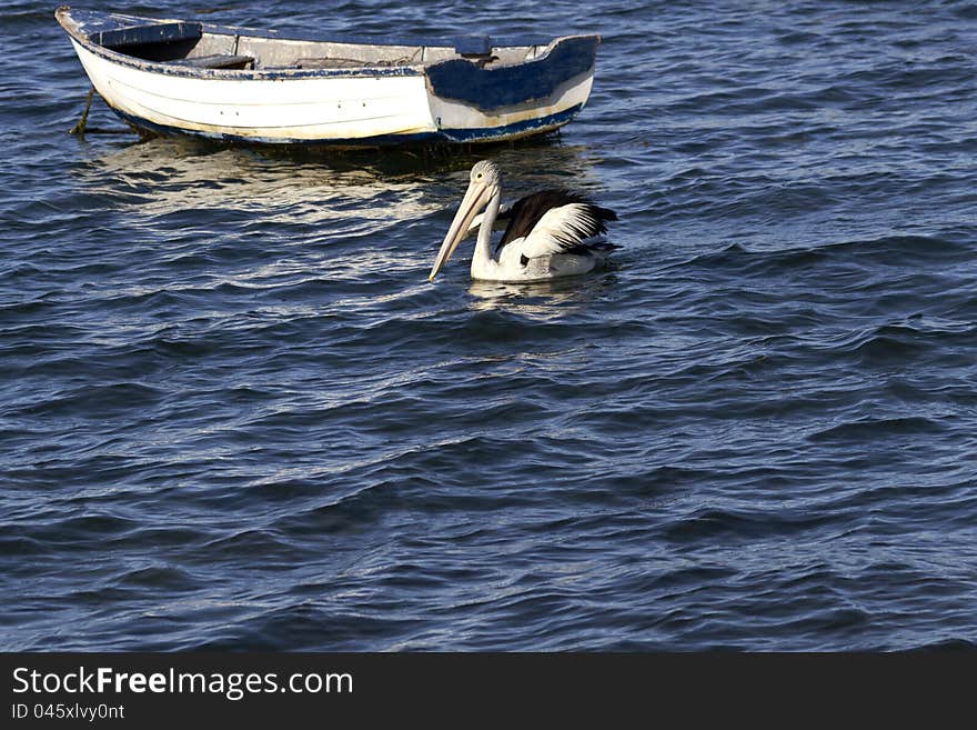 Pelican floats by a well-worn dinghy, both boat and bird are familiar and comfortable with the ways of the sea. Copy space available beneath both bird and boat. Pelican floats by a well-worn dinghy, both boat and bird are familiar and comfortable with the ways of the sea. Copy space available beneath both bird and boat.