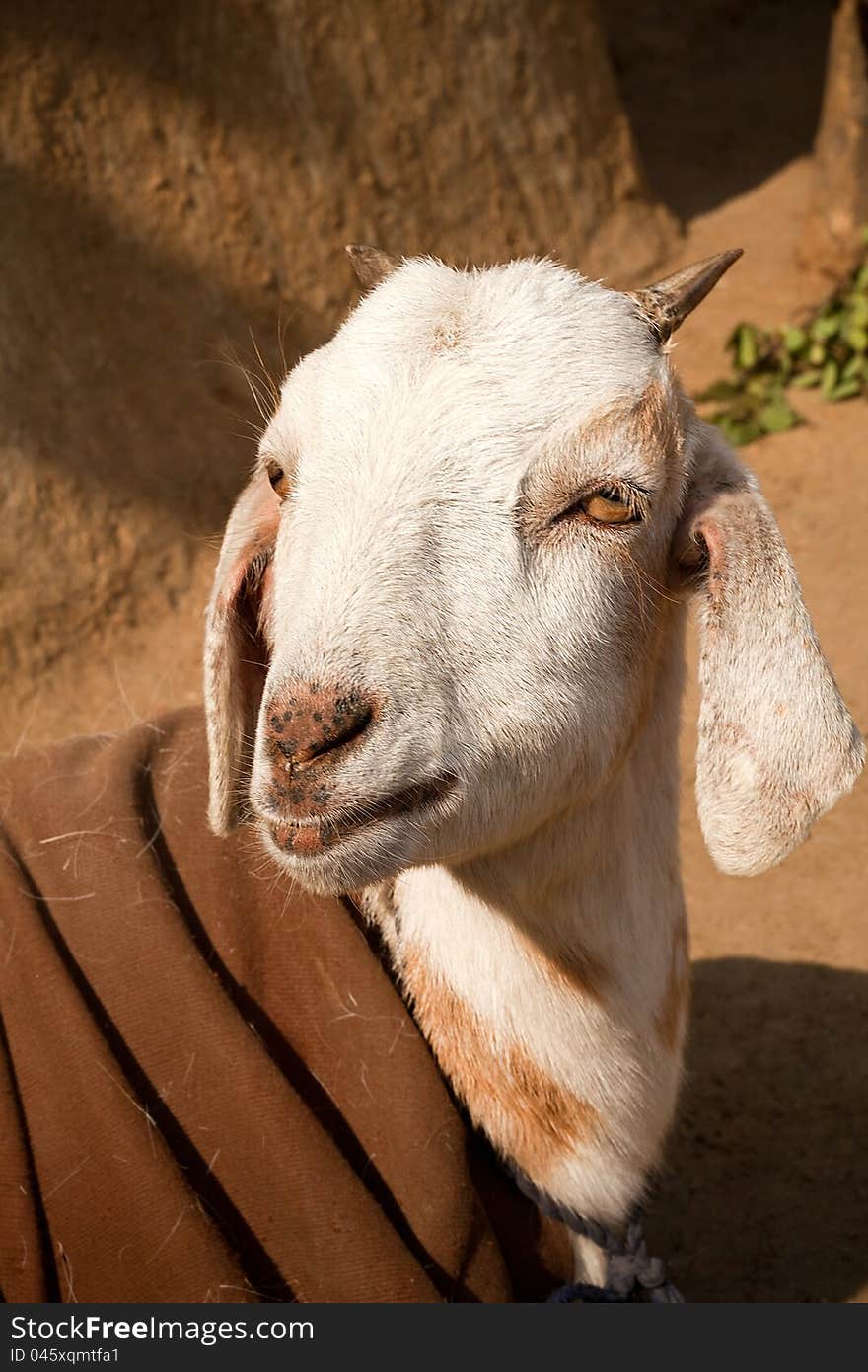 Portait of a goat in sunlight of winter. Portait of a goat in sunlight of winter