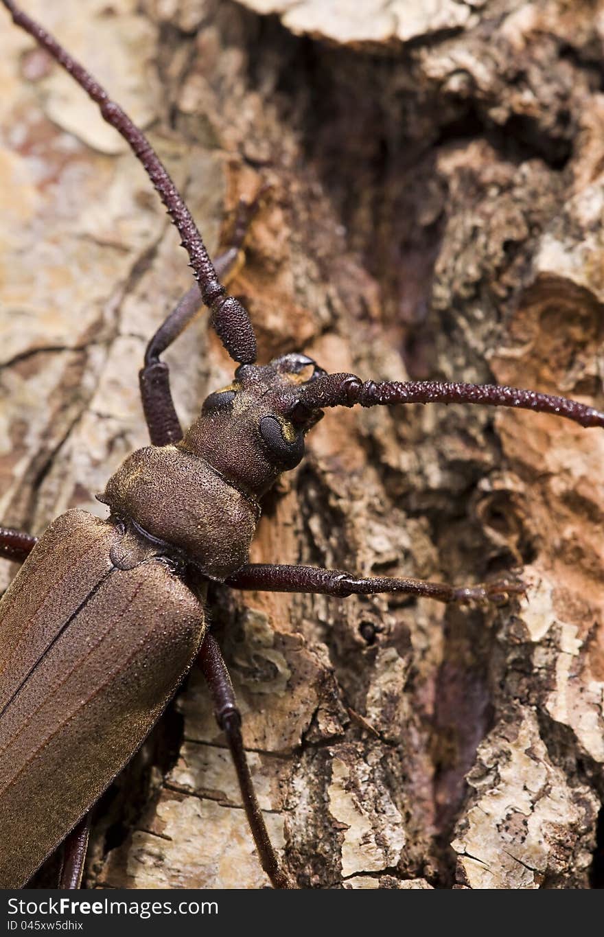 Megopis scabricornis - a longhorn beetle