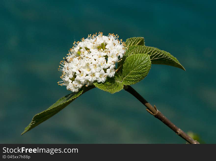 White Flower Tree