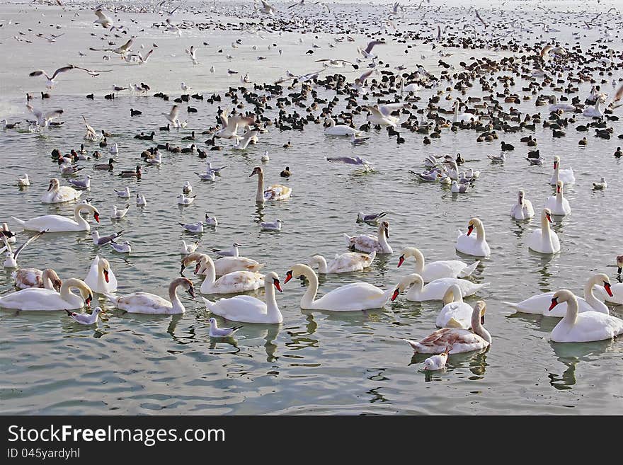 Group of wild swans and cygnets on a Loch. Group of wild swans and cygnets on a Loch