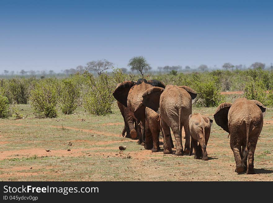 Elephant Family in Tsavo East, Kenya