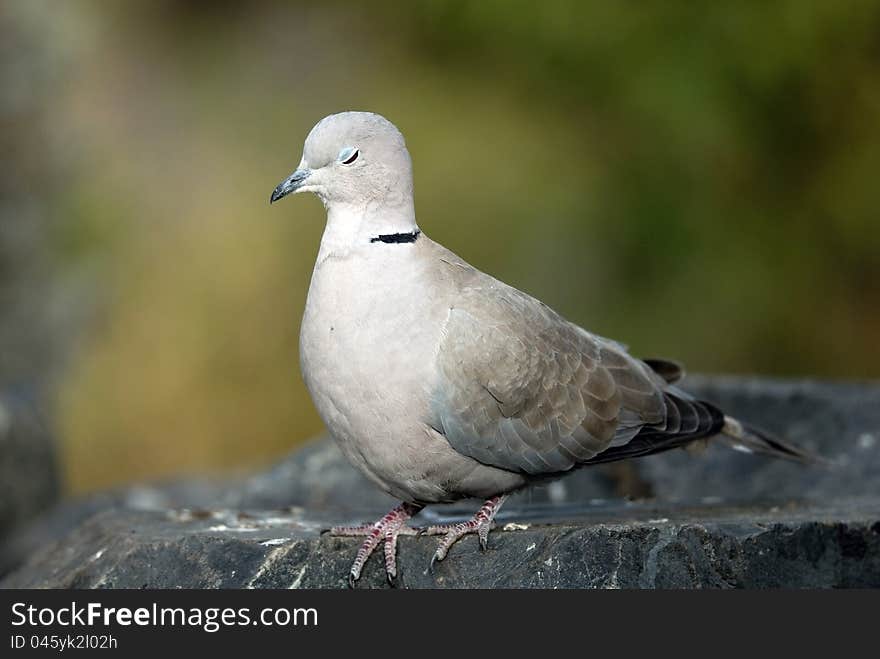 Grey dove on the rock