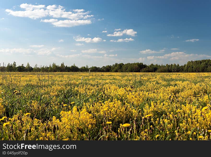 Yellow rape field