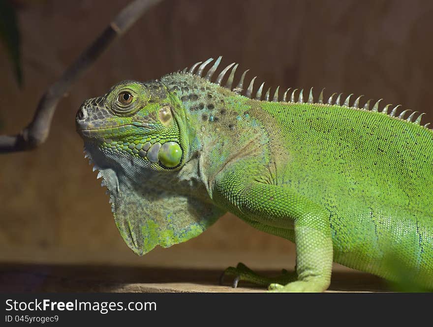 Iguana