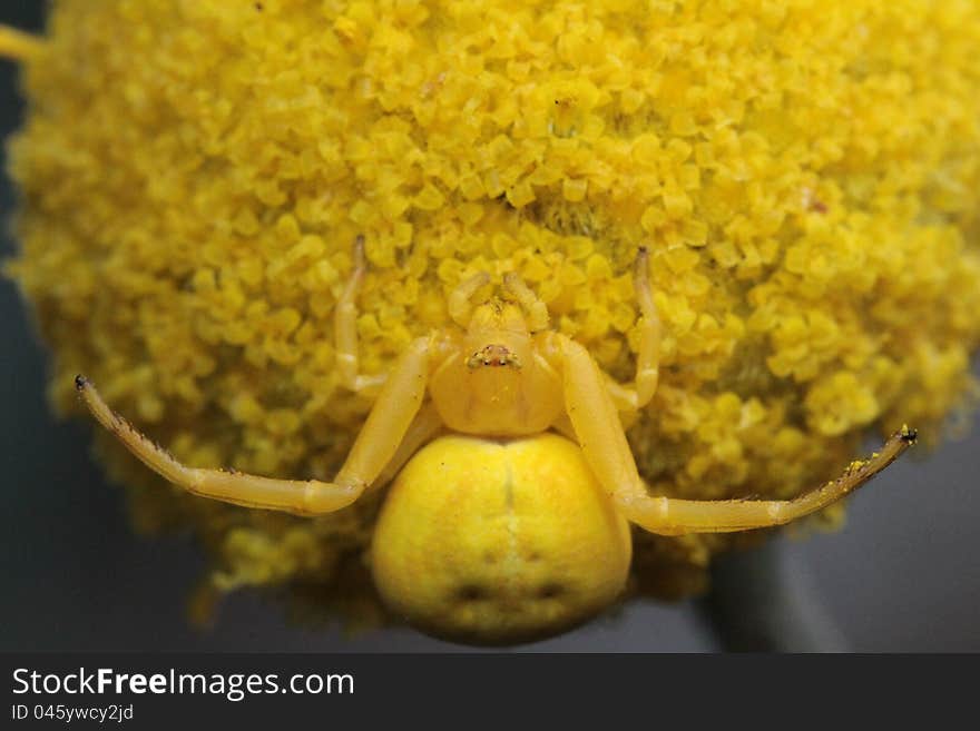 Spider well camouflaged in a flower