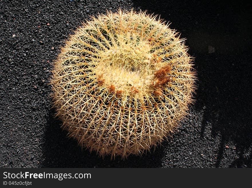 Prickly cactus on black sandy ground