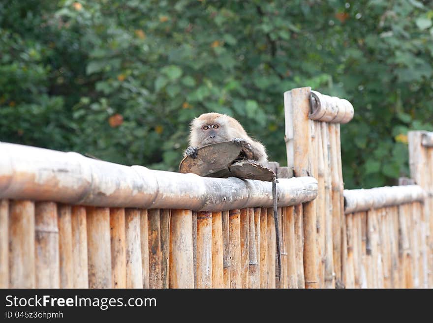 A Female Macaque Eating A Horseshoe Crab