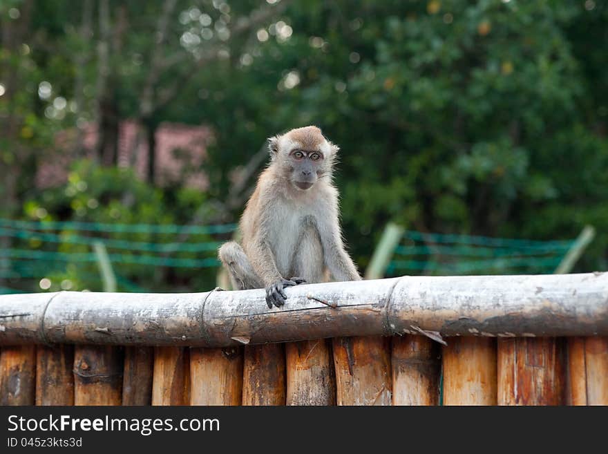 Macaque on the fence