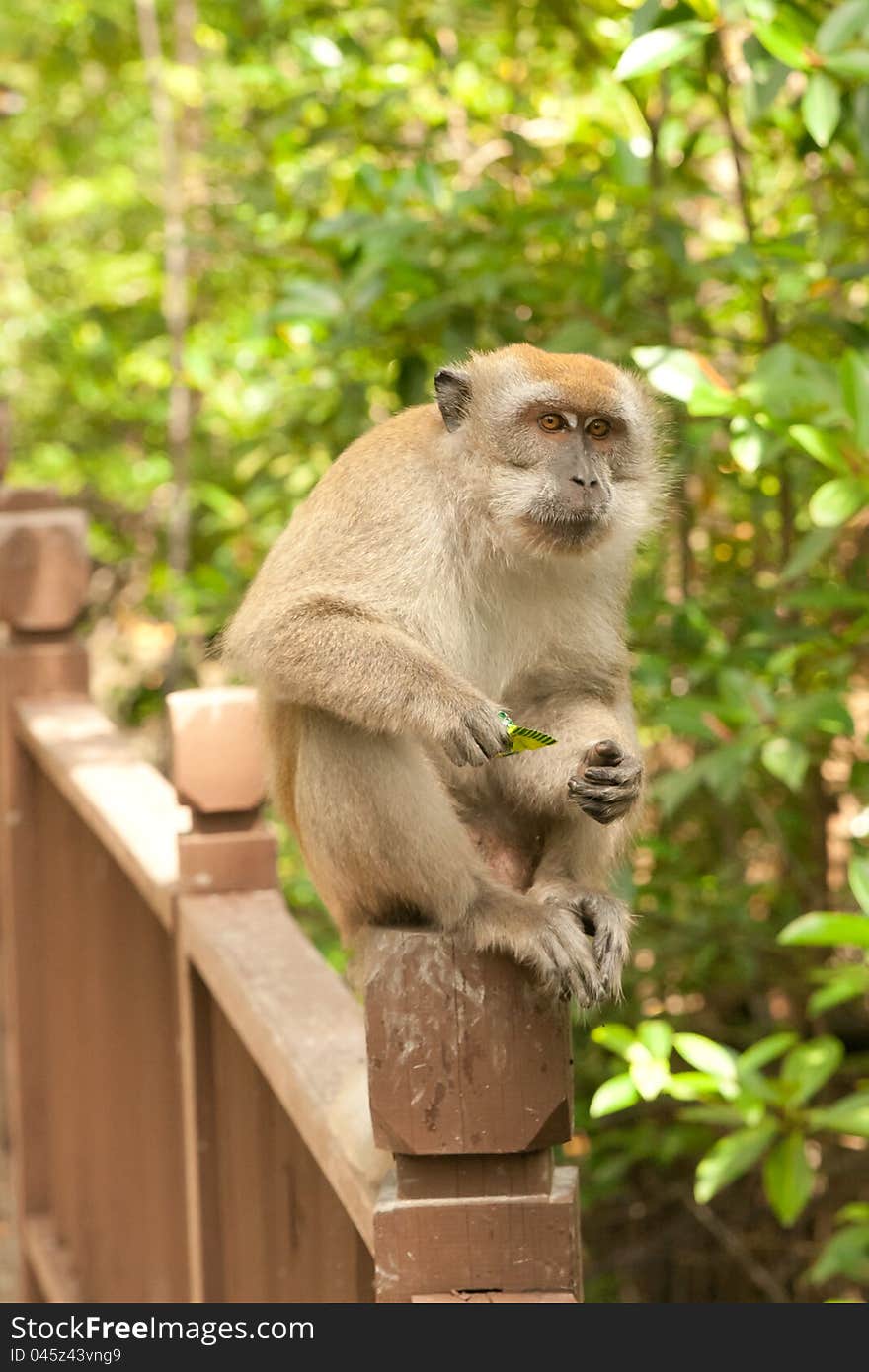 Male macaque on his perch