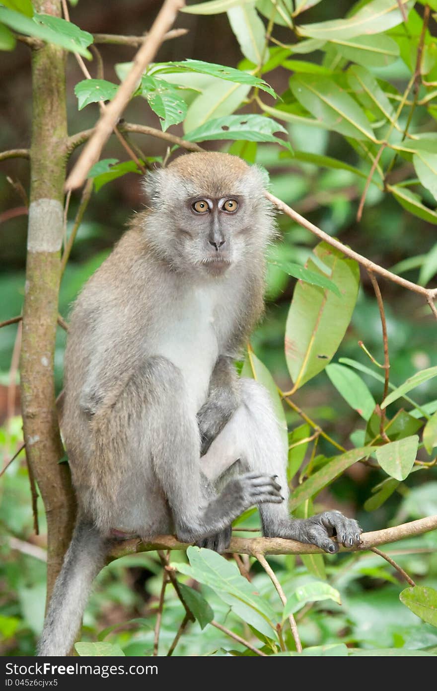 A Macaca fascicularis, also known as a macaque. A Macaca fascicularis, also known as a macaque