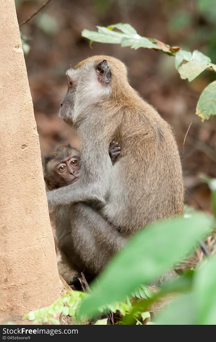 A Macaca fascicularis, also known as a macaque. A Macaca fascicularis, also known as a macaque