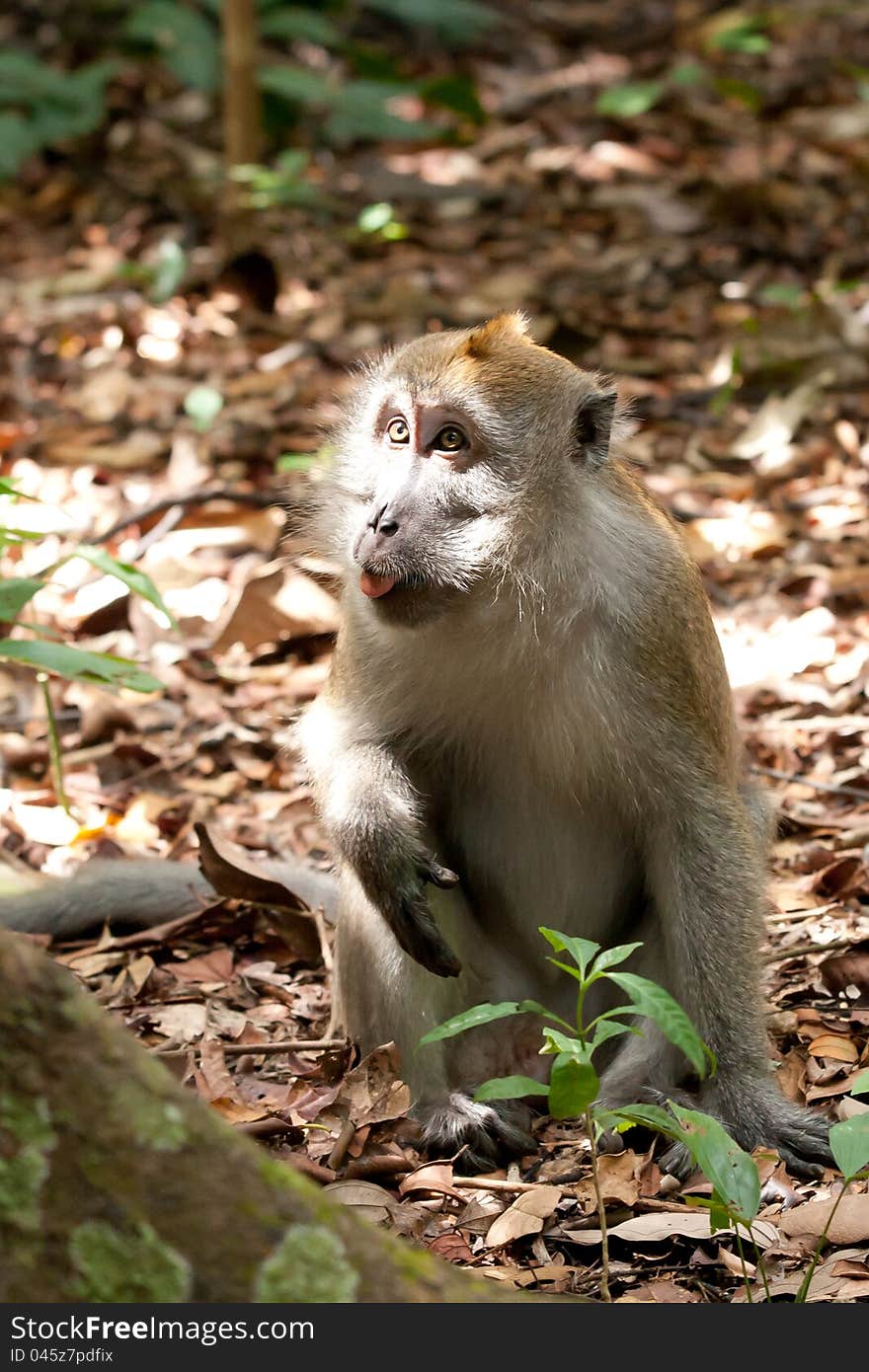 A Male Macaque In The Forest