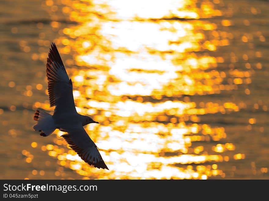 Seagull flying over the sea