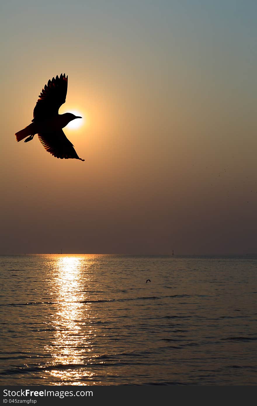 Image of Seagull hover between sunset. Image of Seagull hover between sunset