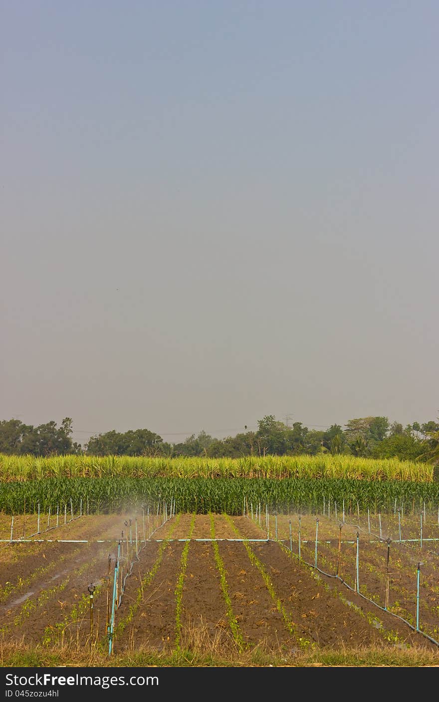 Cropping combination in rural Thailand. Cropping combination in rural Thailand.