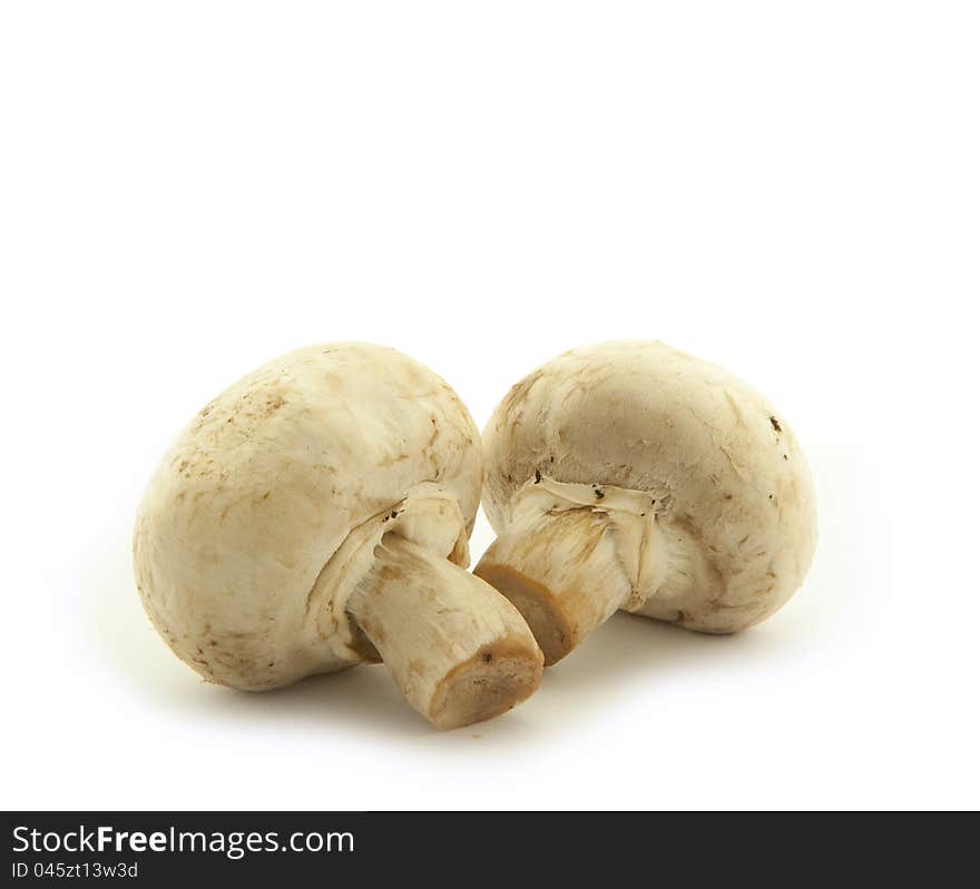 Mushroom champignon on white background