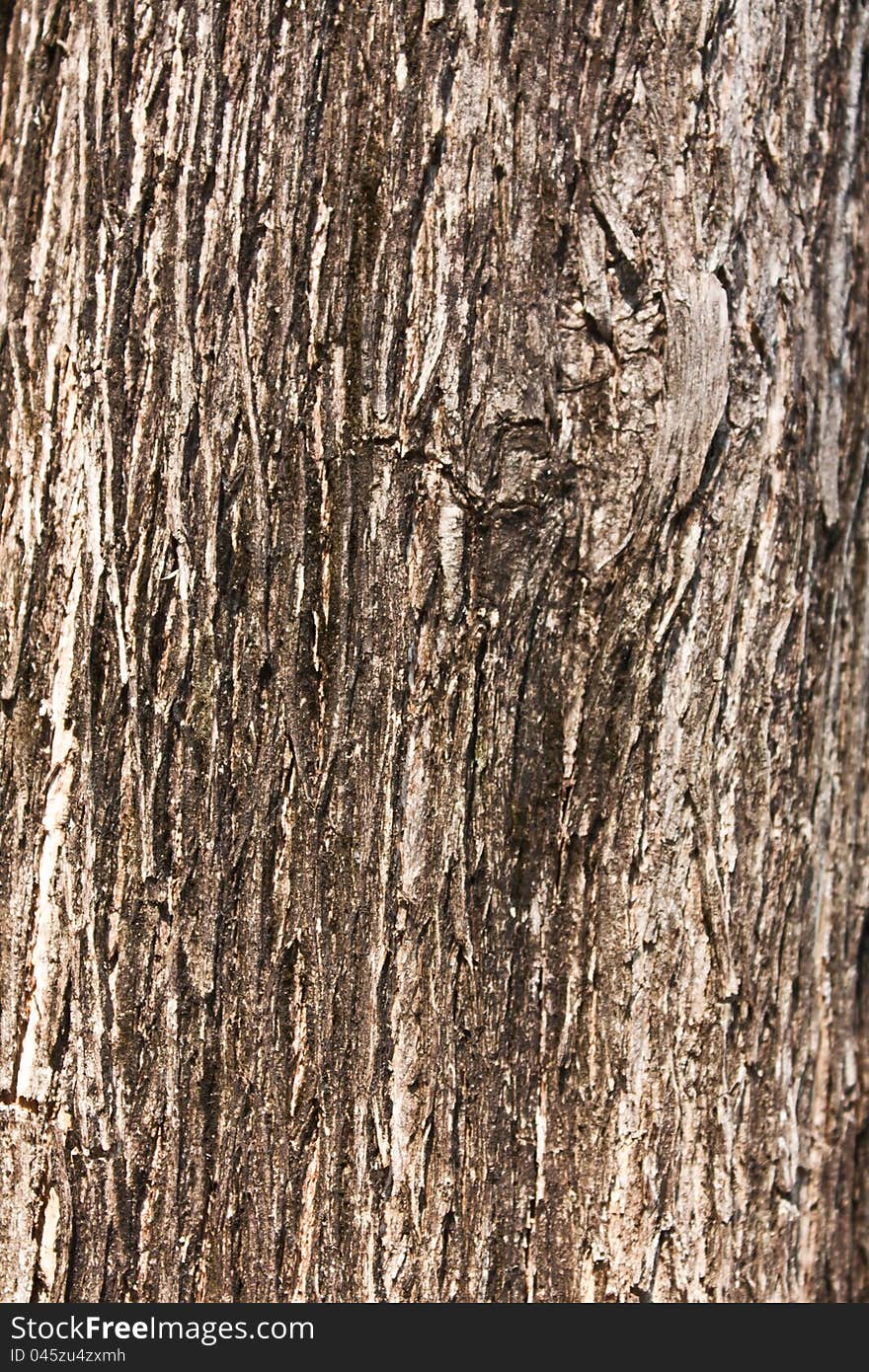 Dry skin tree wood textured. Dry skin tree wood textured