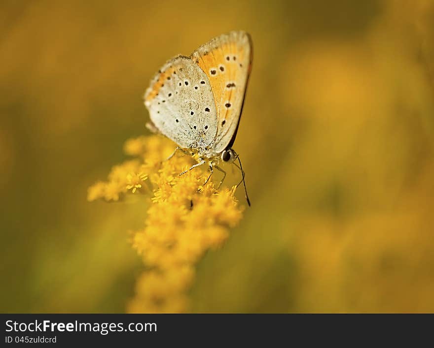 Butterfly closeup on the yellow flower