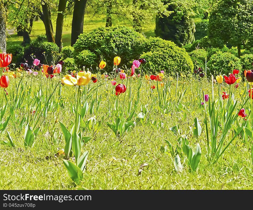 Colorful tulip fields in spring over the edge of a forest