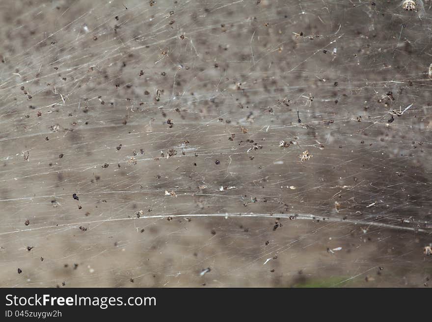 Captured mosquito in the spider's web. Captured mosquito in the spider's web